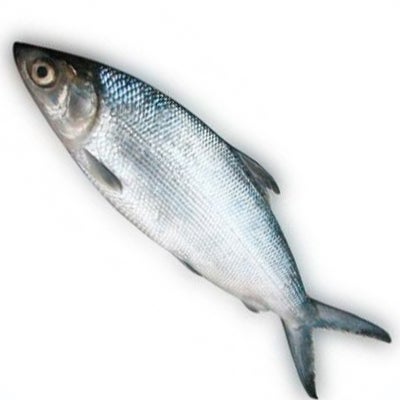 Hanos Fish !Fresh/Frozen Whole Milkfish (Chanos Chanos) | Bangus | 虱目魚 - 800g+ | R ...